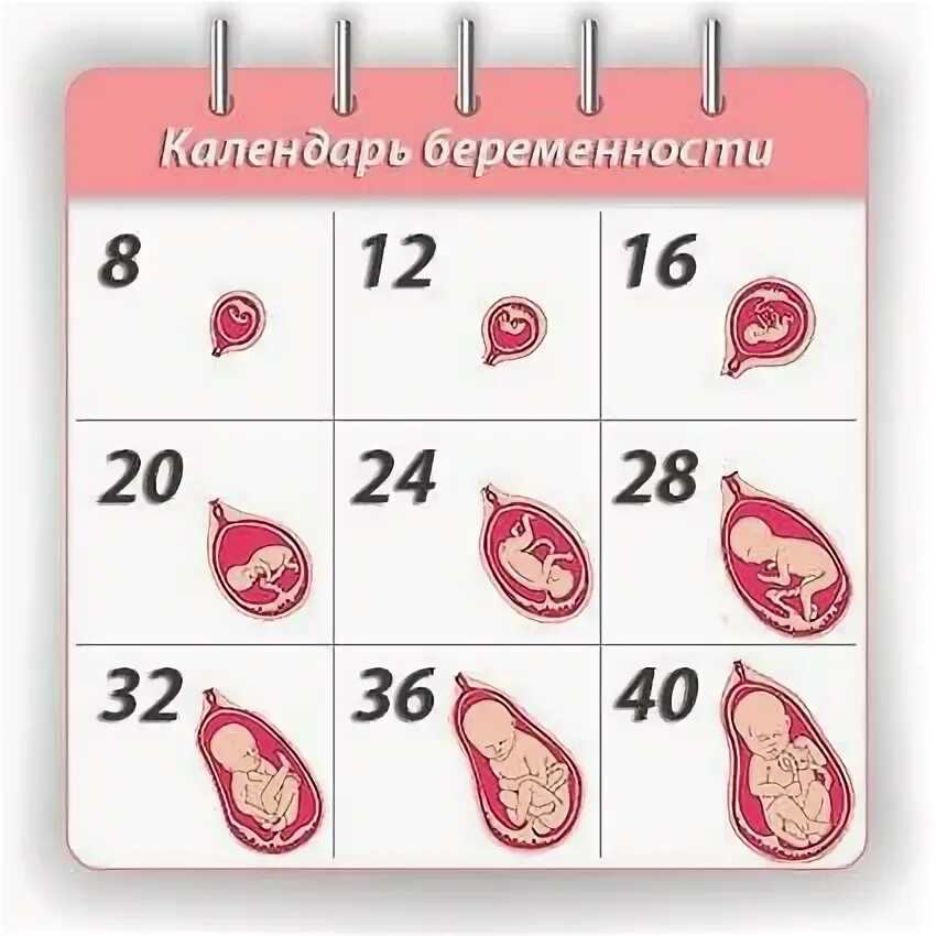 Забеременеть в январе. Календарь беременности. Календарь для беременных. Беременность календарь беременности.