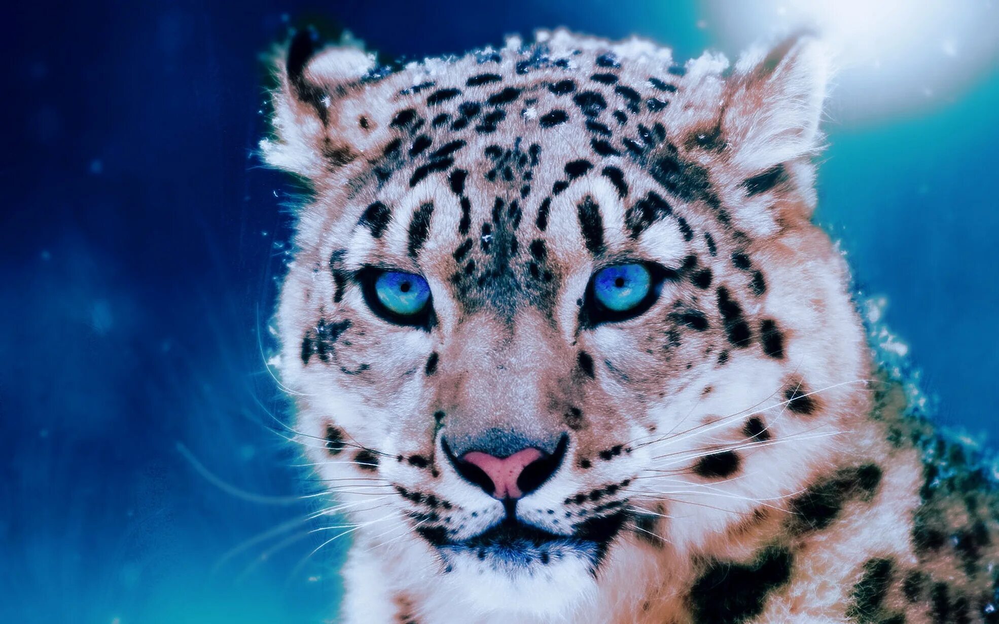 Снежный Барс леопард Snow Leopard Ирбис. Irbis Tiger. Ирбис белый.