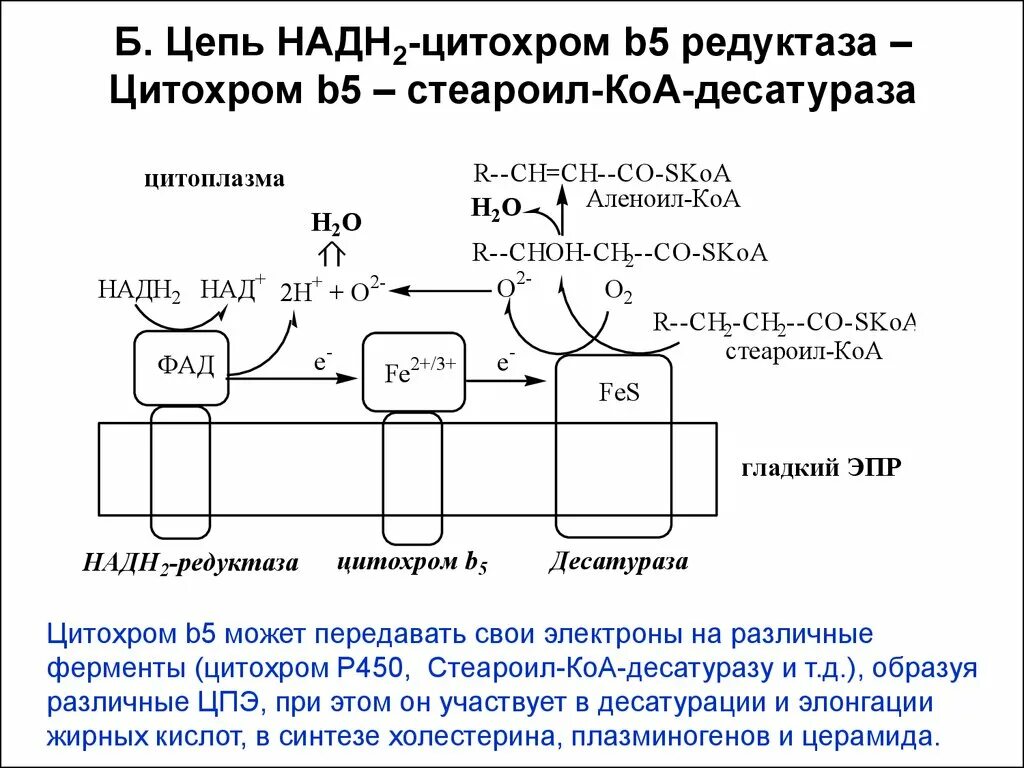 Коа 5. Цитохром р450 цепь. Цепь надфн2-р450 редуктаза – цитохром р450. Цитохром в5 биохимия. NADH-цитохром b5 редуктаза.