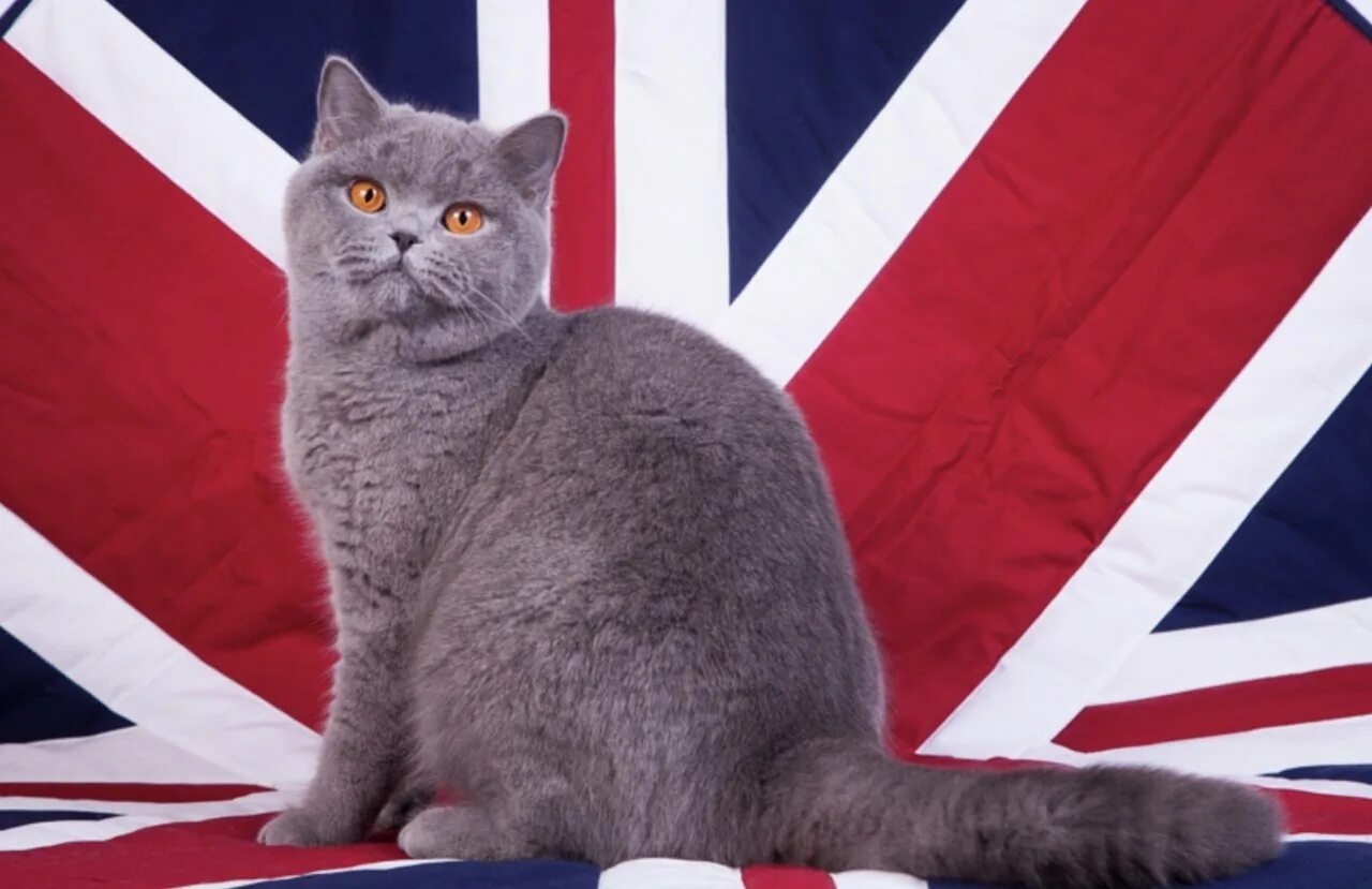One of britain s. Британец кот. Коты в Англии. Кот британец Великобритания. Британские кошки из Британии.