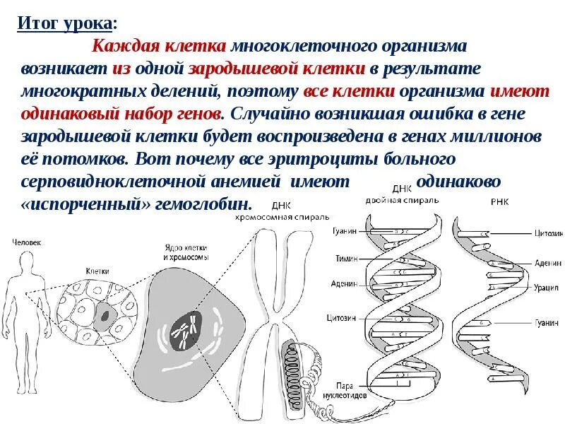 Кто имеет одинаковый набор генов. Клетки многоклеточного организма. Одинаковое ДНК В разных клетках организма. Удвоение Гена. Клетка имеет один ген.