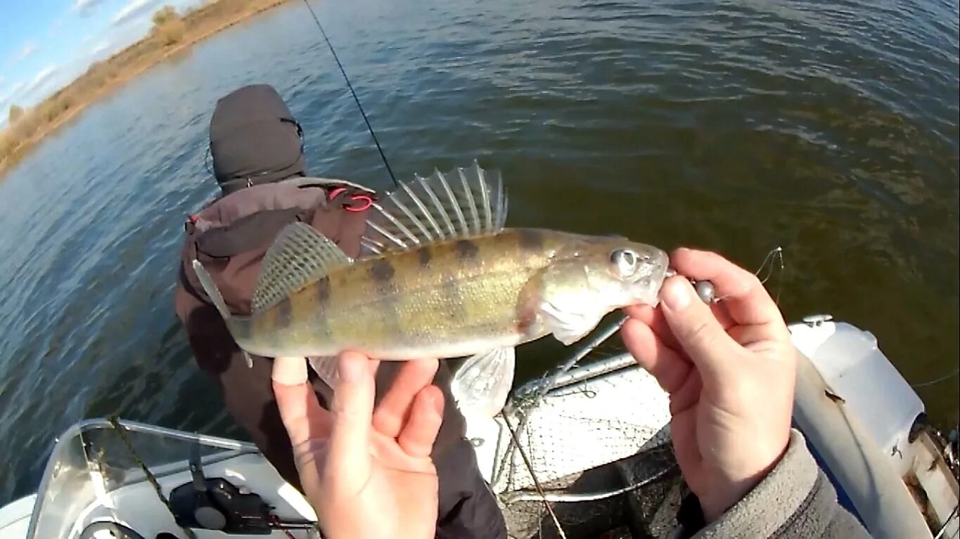 Джиг на верхней волге. Судак и жерех. Снасть для судака нижняя волга. Нижегородец вконтакте рыбалка. Жерех астраханский.
