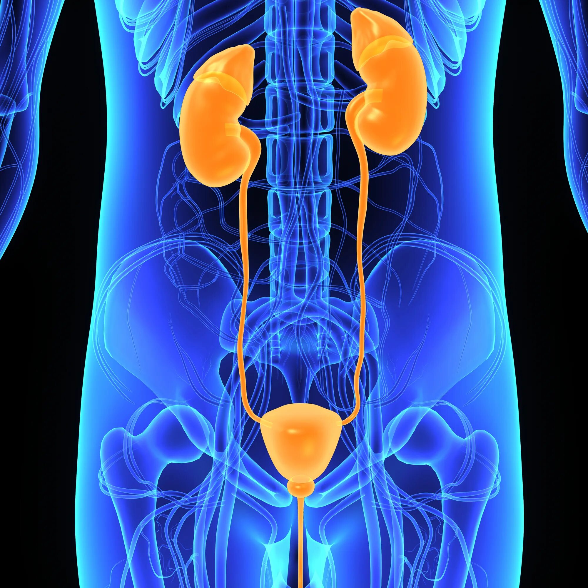 почки и мочевой пузырь. человеческие органы почки. человеческие органы почки. человеческие органы почки. почки анатомия человека.