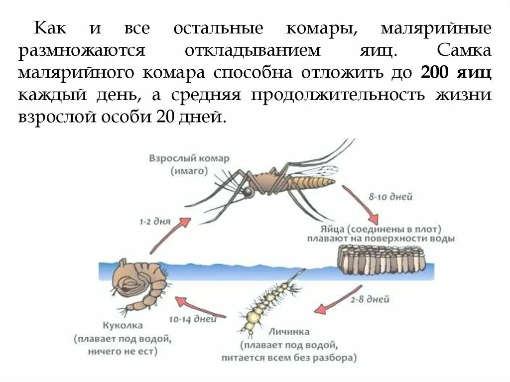 Цикл развития комара анофелес. Жизненный цикл комаров рода Anopheles. Жизненный цикл комара анофелес. Размножение малярийного комара.