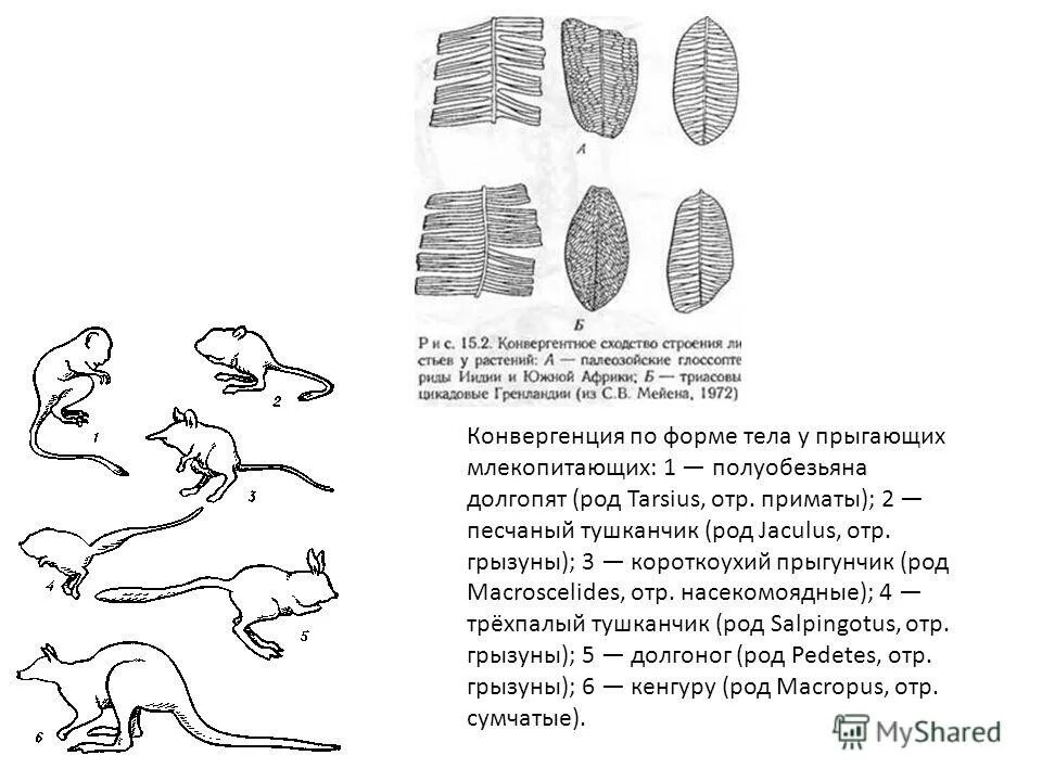 Сходство филогенеза и онтогенеза. Филогенез животных. Филогенез грызунов. Речевой филогенез это. Сумчатые филогенез.