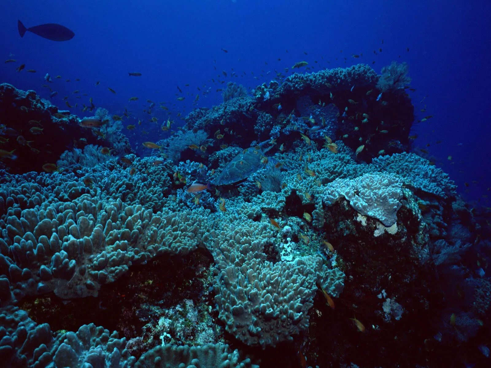 Мир подводной глубине. Морские глубины. Морское дно. Дно Тихого океана. Подводный мир черного моря.