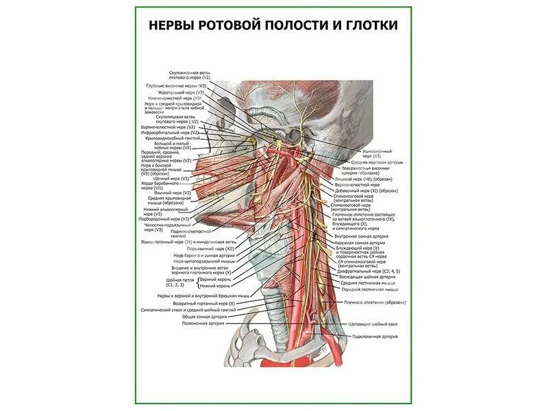 Нервные окончания в ротовой полости. Иннервация ротовой полости.