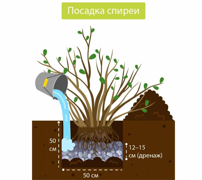 Спирея какая почва. Спирея посадка. Корневище у спиреи. Корневая шейка у спиреи. Спирея серая схема посадки.