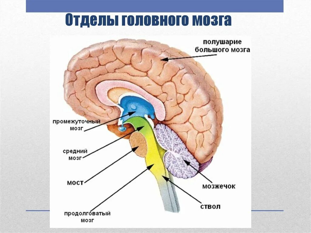 Какие отделы имеют полушария. Строение отделов головного мозга рисунок. Строение головного мозга человека ЕГЭ. Строение головного мозга ОГЭ. Биология отделы головного мозга.