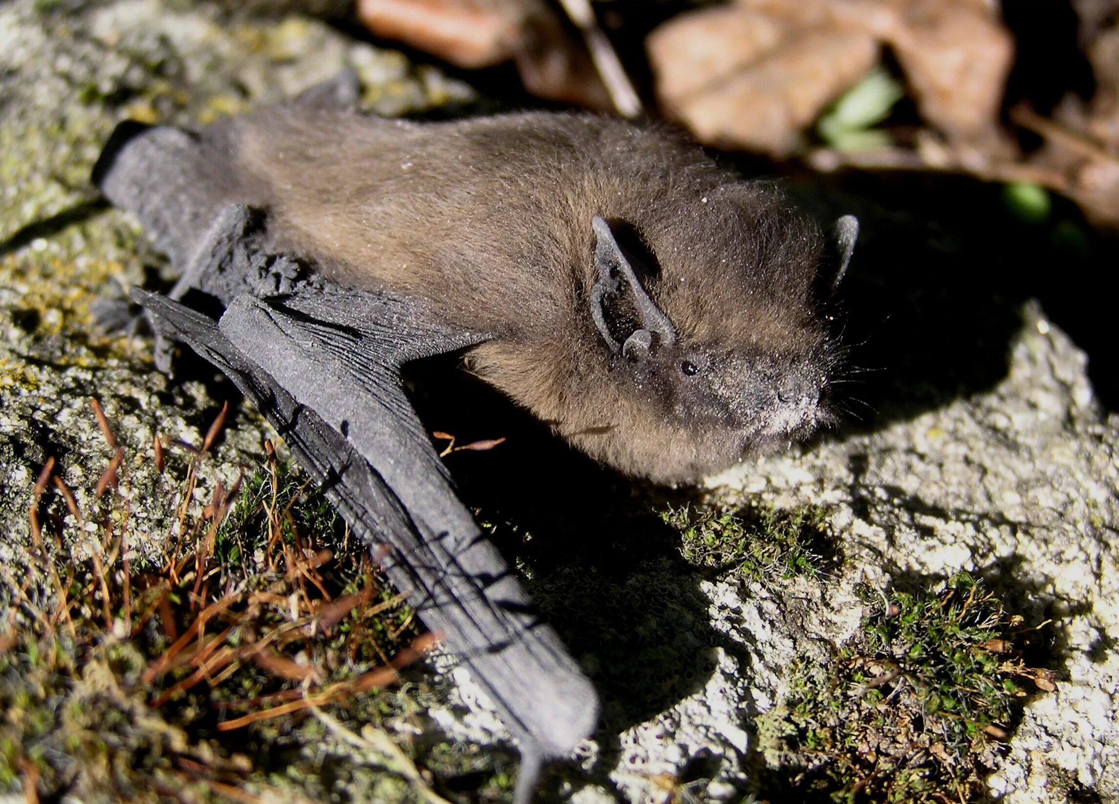 Лесной нетопырь. Нетопырь Натузиуса. Нетопырь-карлик pipistrellus pipistrellus. Летучая мышь нетопырь карлик.