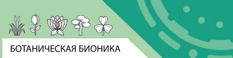 Бионика курск
