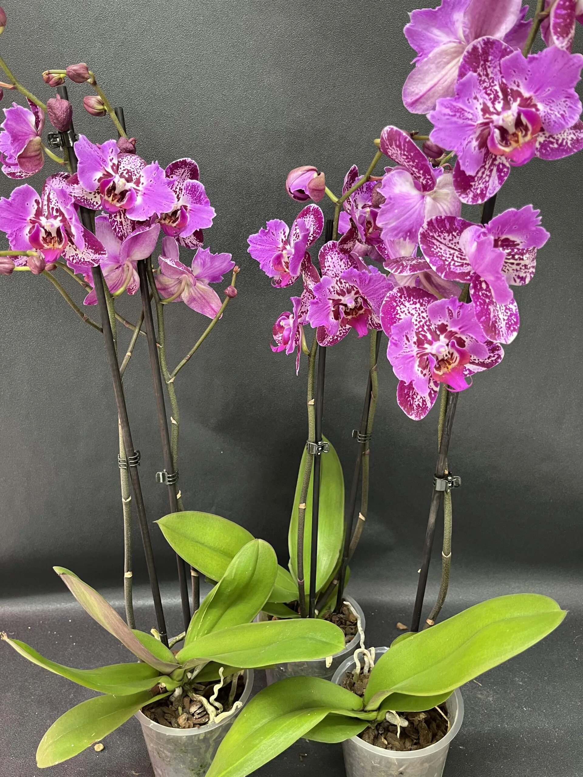 Орхидея фаленопсис вайолет квин. Орхидея 5000 бабочка. Орхидея бинти пелорик. Орхидея цимбидиум розовая. Орхидея фронтера бабочка.