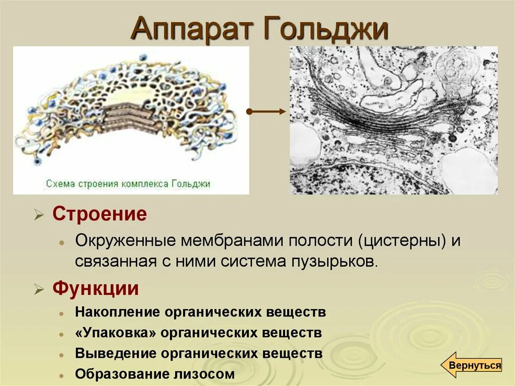 Выполняет секреторную функцию аппарат гольджи. Аппарат Гольджи у растительной клетки строение. Комплекс Гольджи характеристика и функции. Функции аппарата Гольджи в животной клетке.