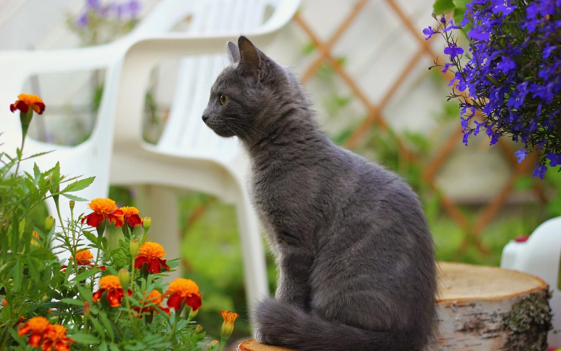 Фото сидящей кошки. Кошка сидит. Дымчатая кошка. Сидячая кошка. Кошка сидит боком.