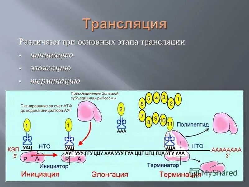 Синтез полипептидной. Этапы трансляции биосинтеза белка инициация элонгация терминация. Терминация трансляции этапы. Трансляция белка инициация элонгация терминация. Трансляция; этапы трансляции(инициация, элонгация, терминация).