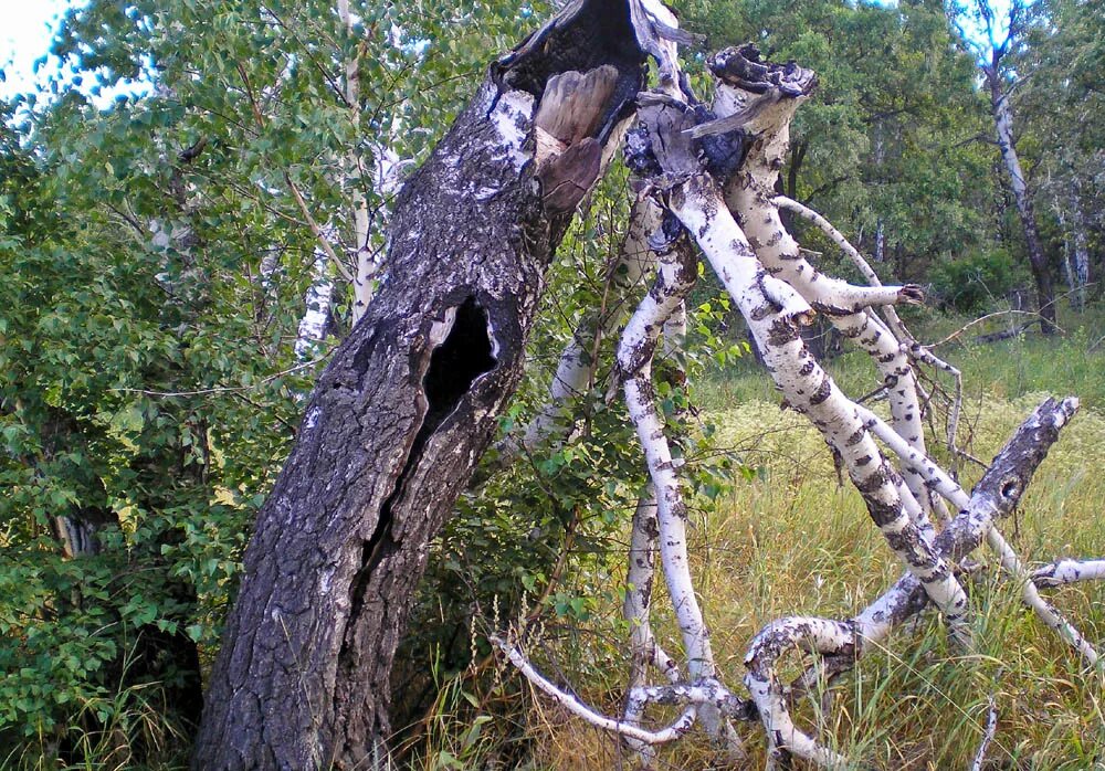 Покажи аномалии. Медведицкая гряда синяя гора. Медведицкая гряда Чертово Логово. Медведицкая гряда аномальная зона. Медведицкая гряда деревья.