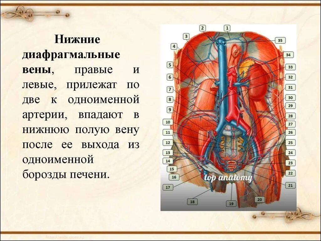 Две нижних полых вены. Нижняя диафрагмальная Вена. Диафрагмальное отверстие нижней полой вены. Нижняя диафрагмальная артерия.