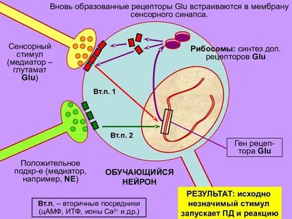 Рецепторы образуют