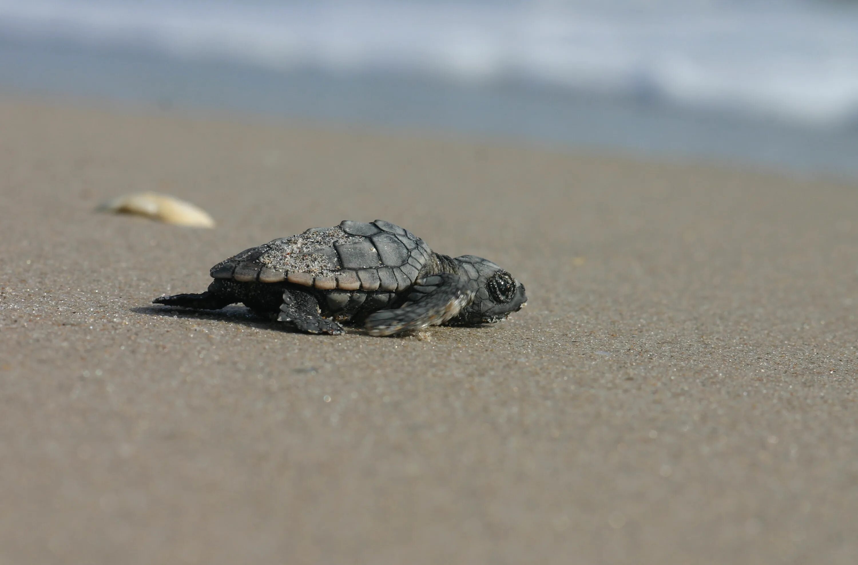 Морская черепаха. Черноморские черепахи морские. Черноморская черепашка. Море черепаха.