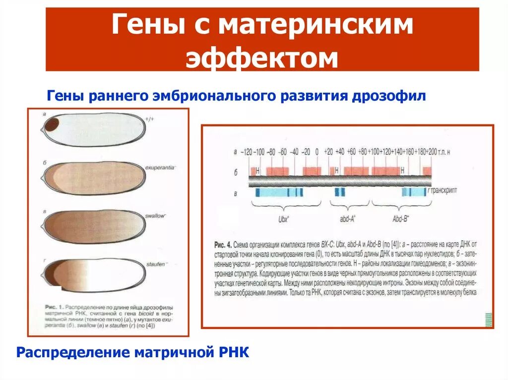 Гены материнского эффекта. Гены раннего ответа. Генные механизмы с материнским эффектом. Мутации с материнским эффектом. 3 гена расстояние