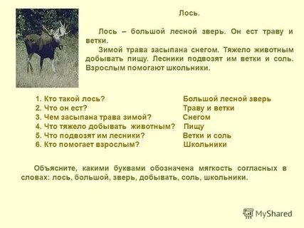 Лесник вывел нас на огромную поляну хотя