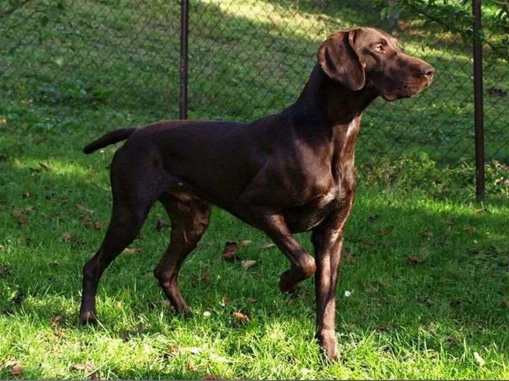 порода собаки курхарбер. сеттер пойнтер курцхаар. ирландский курцхаар. сеттер пойнтер курцхаар. блэк пудель пойнтер.