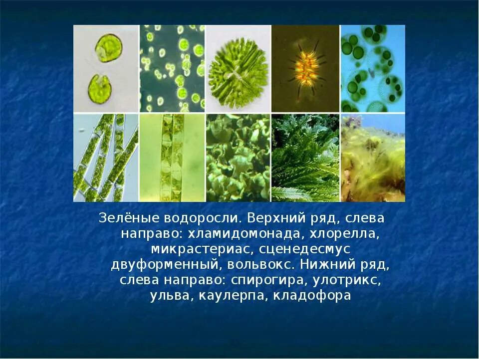зеленым водорослям относят. зелёные водоросли, мхи, сумчатые грибы, красные водоросли. микрастериас водоросль. зеленым водорослям относят. к зеленым водорослям относят:.