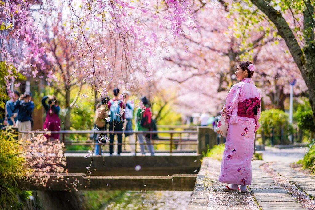 Japanese blossom. Япония Киото Сакура. Киото цветение Сакуры. Kioto Japan цветение Сакуры. Япония Сакура Ханами.