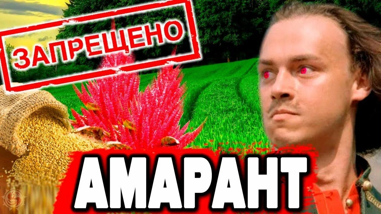 Амарант щирица. Почему запрещали амарант. Уборка амаранта. Amaranthus cruentus амарант. Амарант метельчатый.