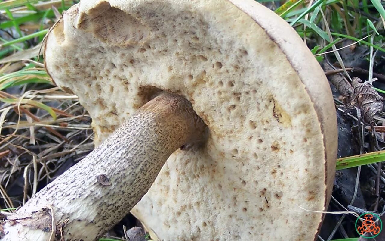 Подберезовик гриб шляпка. Подберезовик шляпка снизу. Гриб обабок сахалинский. Подберезовик шляпка снизу. Шляпка подберезовика.