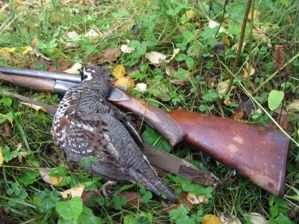 дичь в лесу. глухарь (tetrao urogallus). глухарь тетерев рябчик. чернобрюхий глухарь. боровая дичь рябчик.