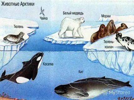 Отметь птиц обитателей арктической пустыни подпиши