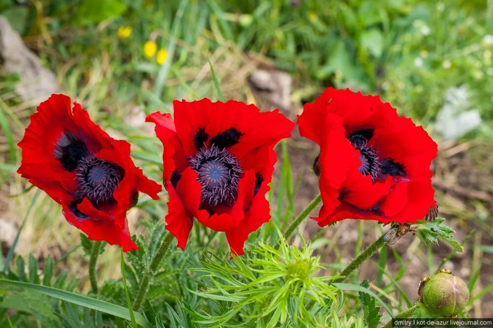 Мак кратко. Мак прицветниковый papaver bracteatum. мак прицветниковый (papaver bracteatum lindl.). папавер кавказский. рододендрон: мак прицветниковый.
