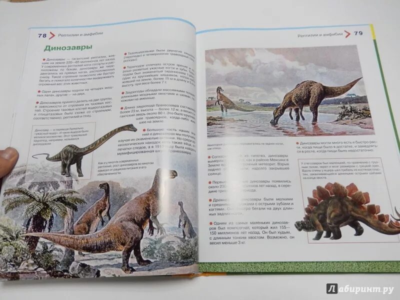 , рублев с. Энциклопедия животных читать. Хочу знать. Энциклопедия животных всезнайка. Животные.