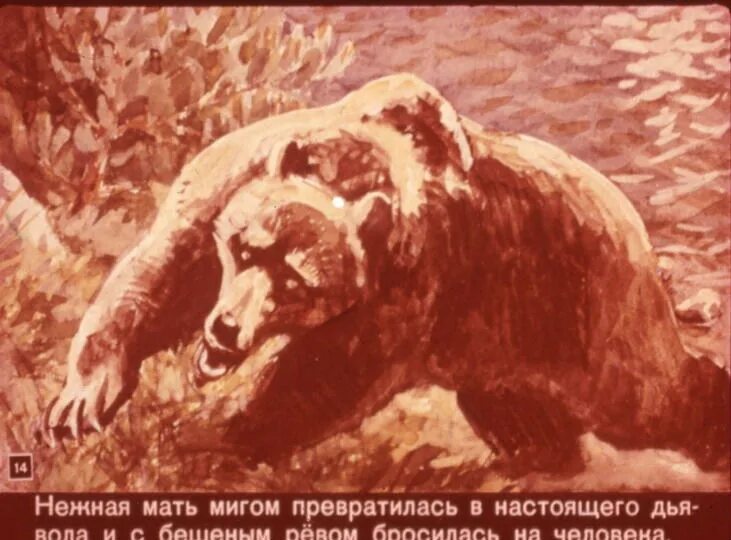 Серый медведь рассказ. Сказка серый медведь. Сетон томпсон о медведе. Рассказа жизнь серого медведя. Жизнь серого медведя сетон томпсон.