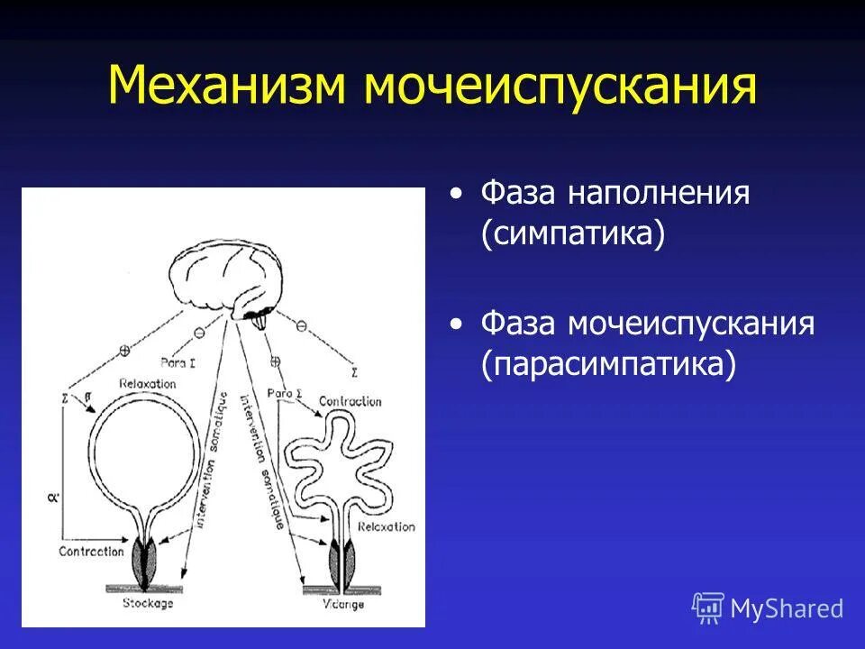 Виды мочеиспускания. Механизм мочеиспускания. Механизм акта мочеиспускания. Мочеиспускание схема.