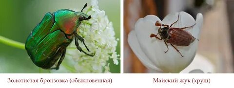 Майский жук и бронзовка отличия