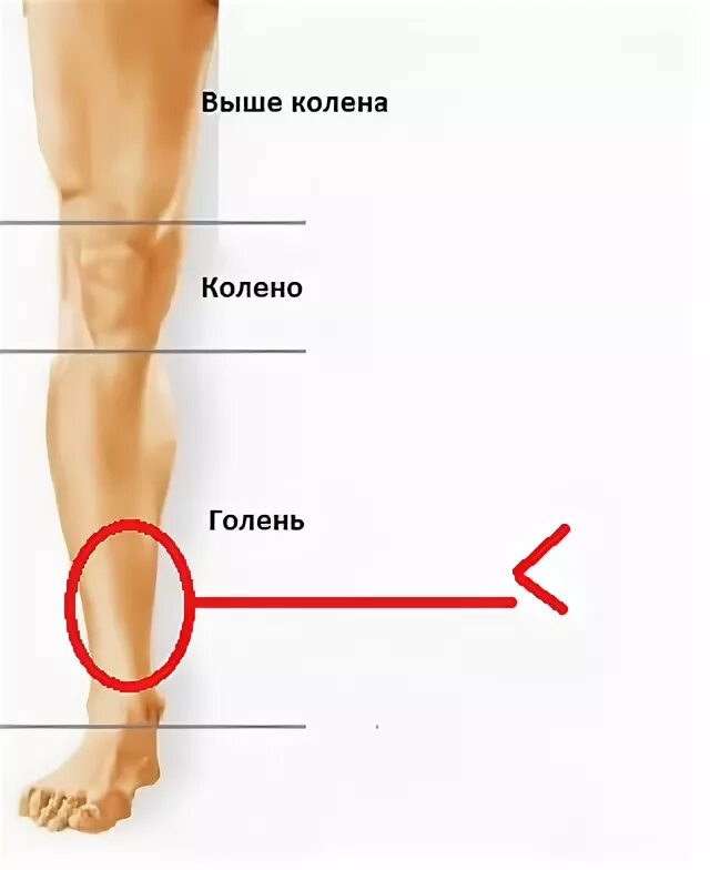 Голень у человека где находится 4 класс. Голень у человека где находится фото. Голень у человека где находится фото на ноге у мужчин.