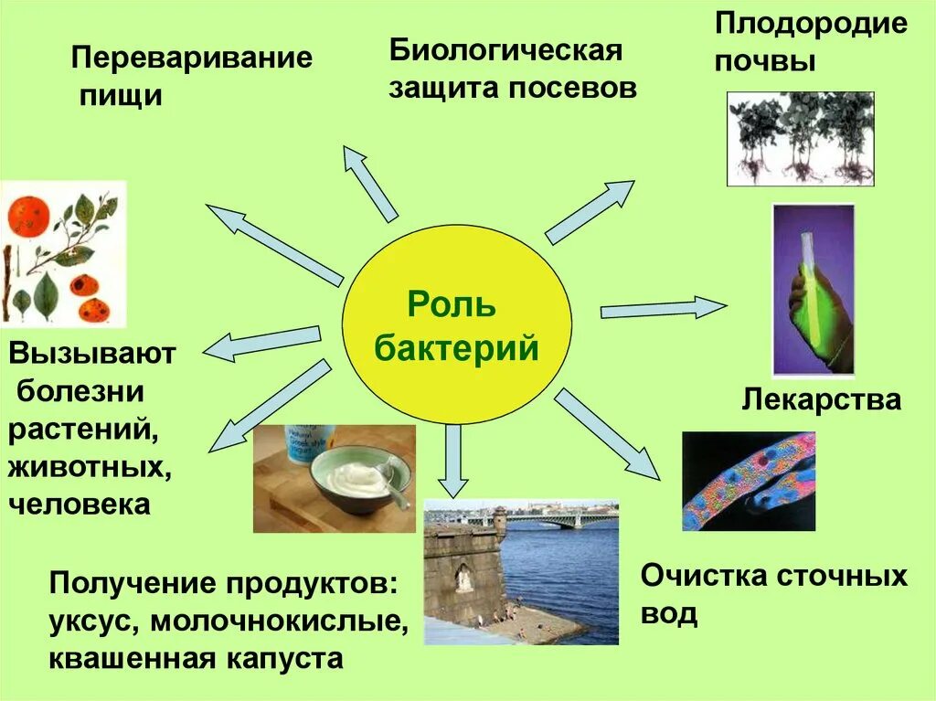 Роль бактерий в природе и жизни человека рисунок. Биология 5 класс проект на тему бактерии в жизни человека. Значение бактерий в природе и жизни человека 5 класс биология схема. Значение бактерий схема
