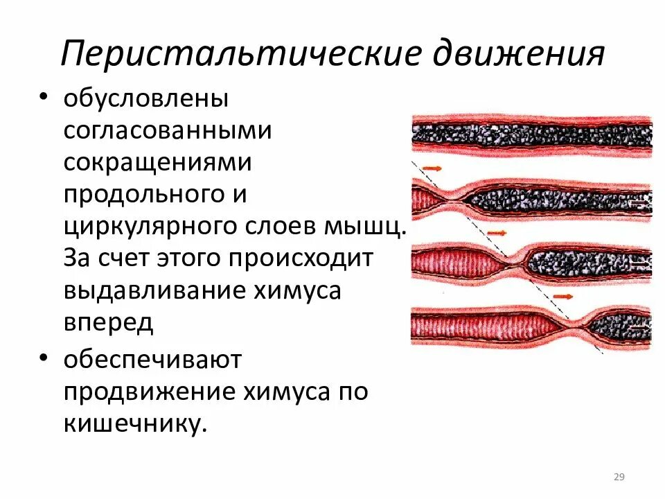 Последовательные сокращения и расслабления кишечной стенки. Мышечное сокращение кишечника. перистальтические сокращения. перистальтические мышцы. перистальтические движения.