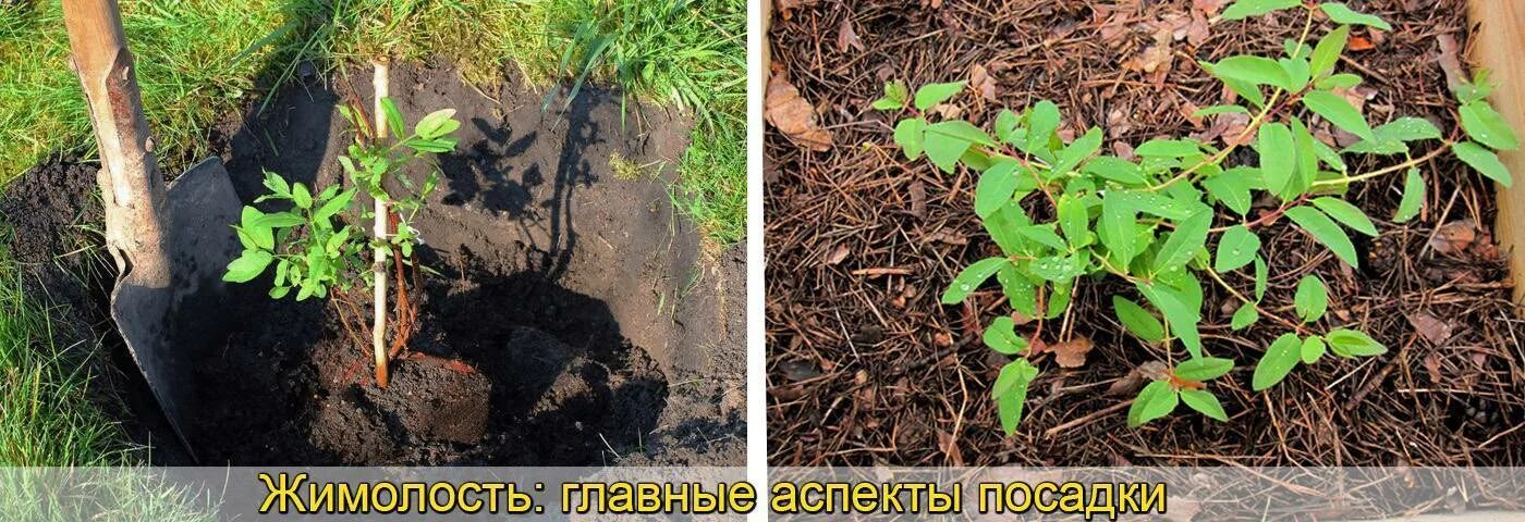 Жимолость каприфоль саженцы. Жимолость куст саженец. Жимолость посадка. Жимолость сажать. Как посадить жимолость весной саженцами