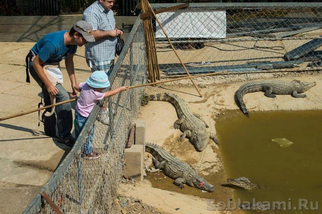 Ловля крокодилов. Крокодилы у водопада. Вьетнам крокодилы кормят. Слоновий водопад Далат.