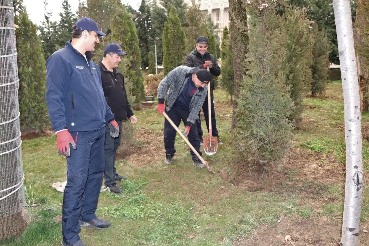 Посади дерево дружбы. Профессиональная посадка деревьев. Посадка деревьев ЖКХ. Посадка дерева краном. Акция по посадке деревьев.