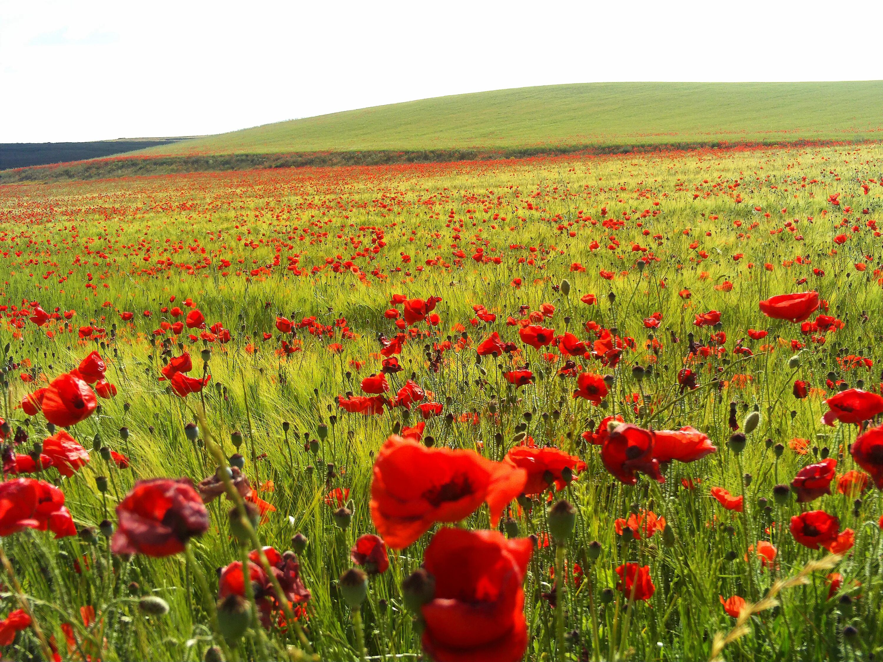 Corn poppies. Мак самосейка. Дикий Мак самосейка. Мак самосейка фото. Мак самосейка на полях.