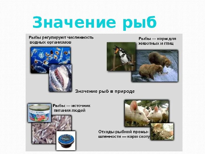 Какое значение рыб. Биология 7 класс значение рыб в природе и жизни человека. роль рыб в природе и жизни человека биология 7 класс. значение рыб. значение рыб для человека.