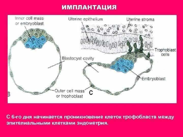 Схема бластоциста человека гистология. Трофобласт у зародыша. Трофобласт бластоцисты. Эмбриобласт. Строение плаценты трофобласт.