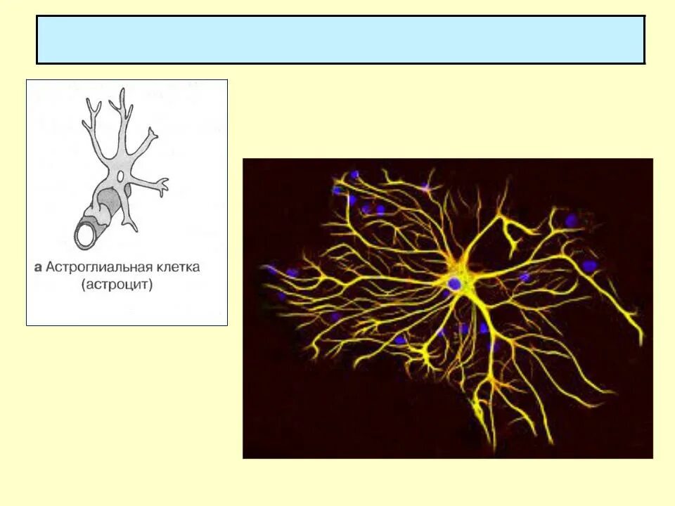 Фиброзные астроциты. Астроциты гистология. Астроглиальные клетки. Астроциты двух типов. Астроцит клиника