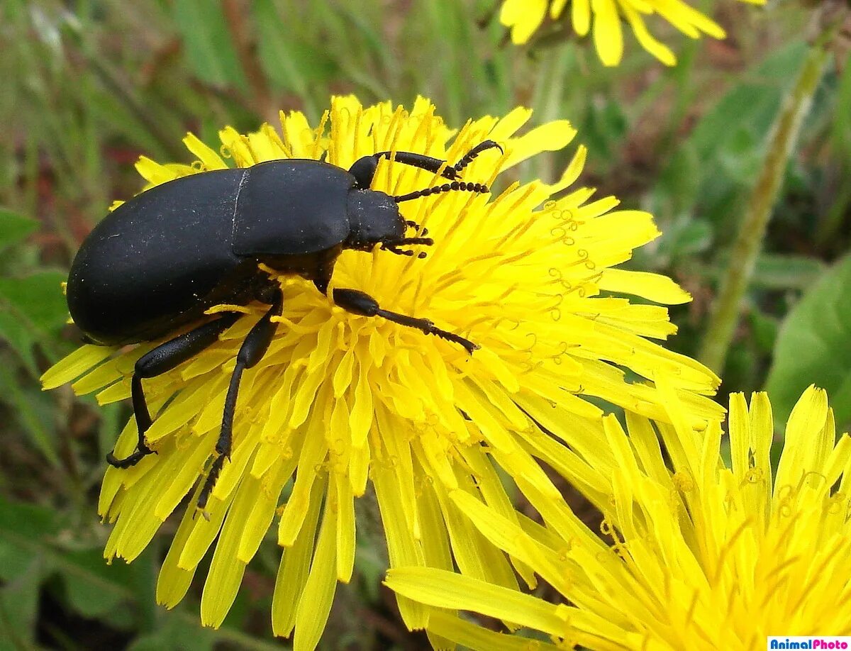жук присел на одуванчик