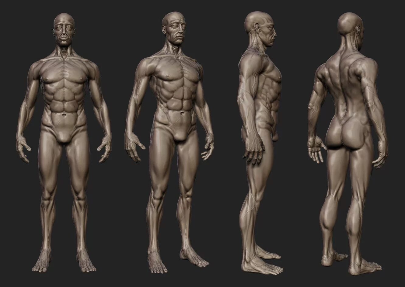 Анатомия зибраш. Анатомия збраш. Zbrush анатомия человека. Анатомия женщина збраш. Human result