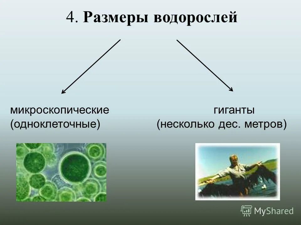 Размеры водорослей. Зеленые водоросли пресных водоемов. Экологические группы водоросмле й. Одноклеточные водоросли среда обитания. Микроскопические водоросли.